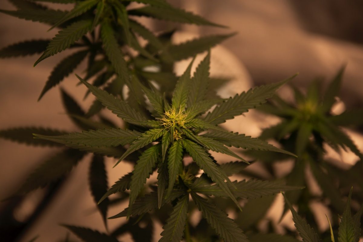 Do Indica and Sativa Really Have Different Effects? Herbal Halo Canada's Online Weed Shop Do Indica and Sativa Really Have Different Effects? Herbal Halo Canada's Online Weed Shop