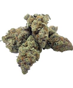 Wizzards (Indica)